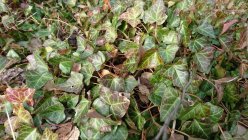 Hedera helix